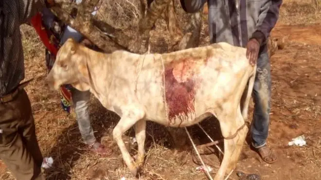 Loon erga qalamee laastikii keessa baasan