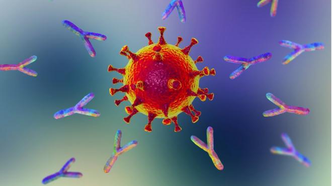 Antibodies attacking the SARS-Covid-2 virus