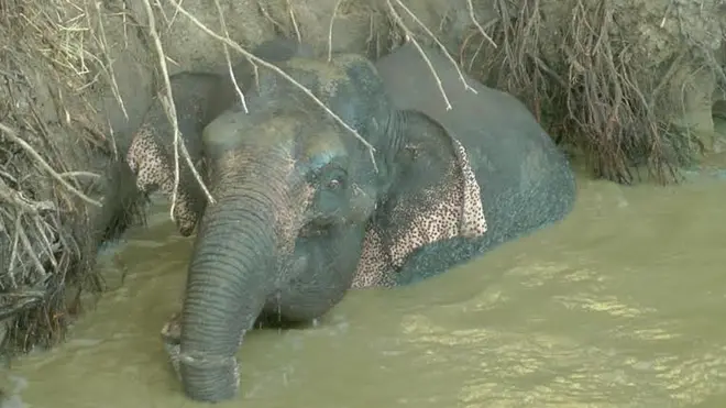 අලි මිනිස් කරුණාව