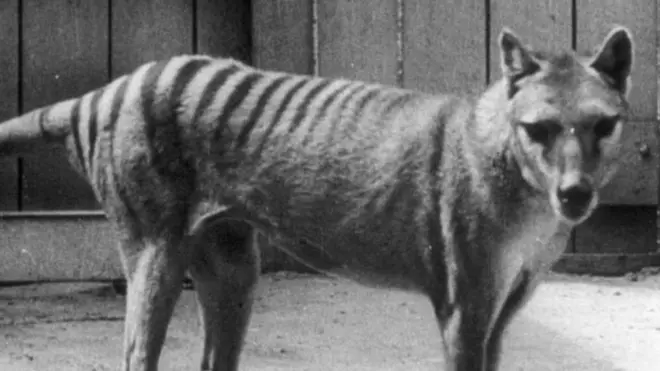 A Tasmanian tiger photographed in Australia's Hobart Zoo (undated)