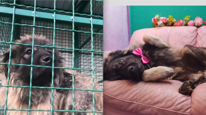 Ova organizacija spasila je više od 700 pasa iz Srbije i pronašla im novi dom