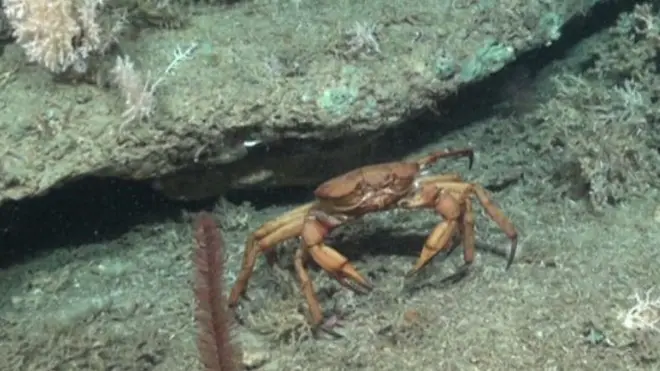 Житель подводных гор Британии