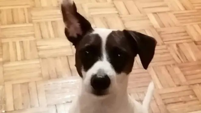 Snupi ima četiri godine i ne voli vodu