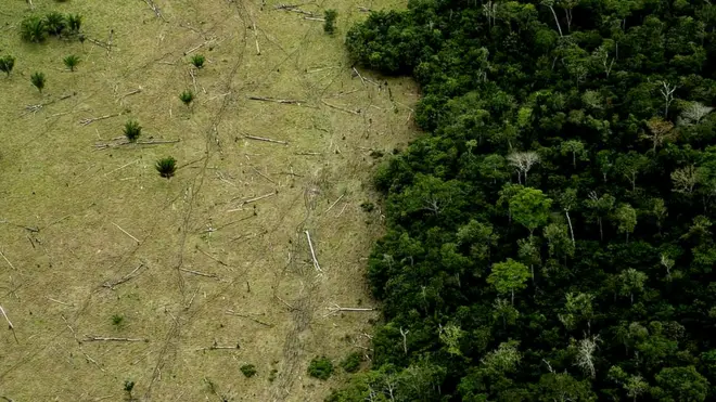 पेड़ों की कटाई, इस वक़्त पूरे अमेज़न जंगल की समस्या है