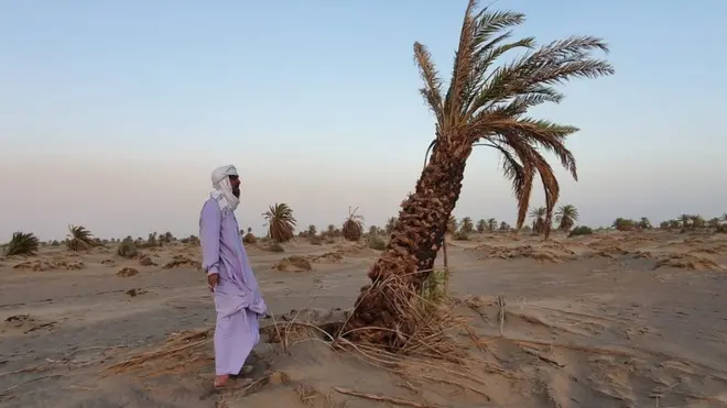 کھجور کے درخت