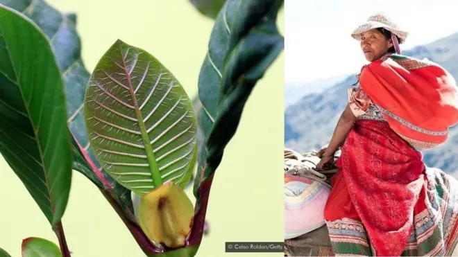 సించోనా మొక్క