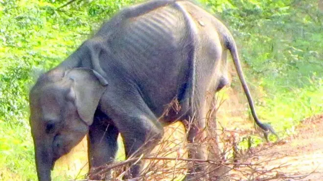 Photo credit: Dr Prithiviraj Fernando