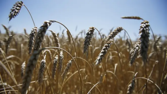 Українське сільське господарство зростає утричі швидше, ніж решта економіки