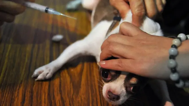 โรคพิษสุนัขบ้า ที่กำลังระบาดตอนนี้