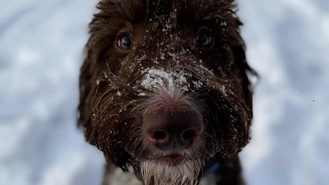 Skupa „užina”: Pas Sesil pojeo 4.000 dolara