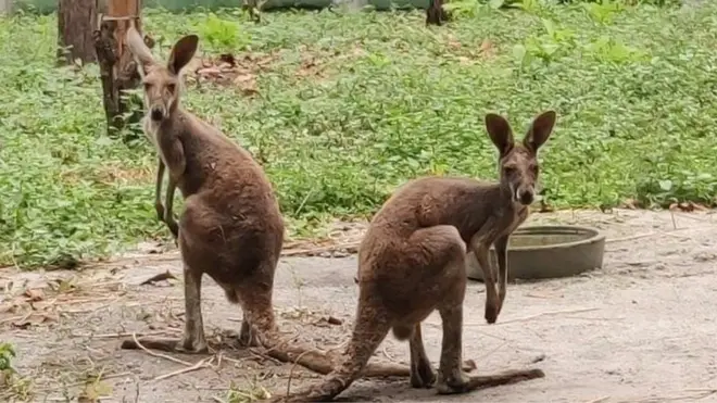 Wildlife officials say the rescued Kangaroos probably ended up here from a breeding farm in southeast Asia