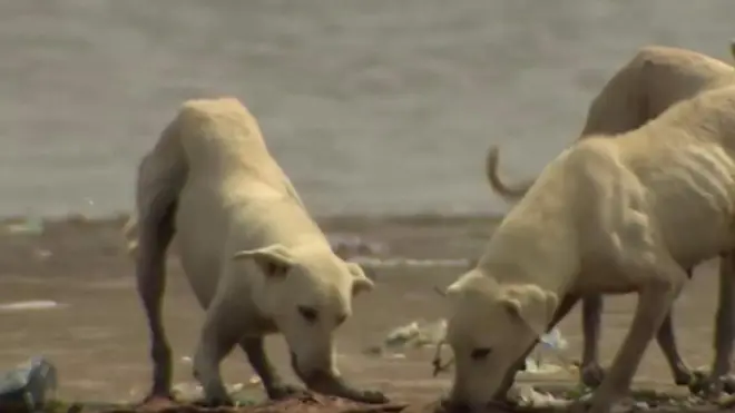 개들을 먹여살리는 어부