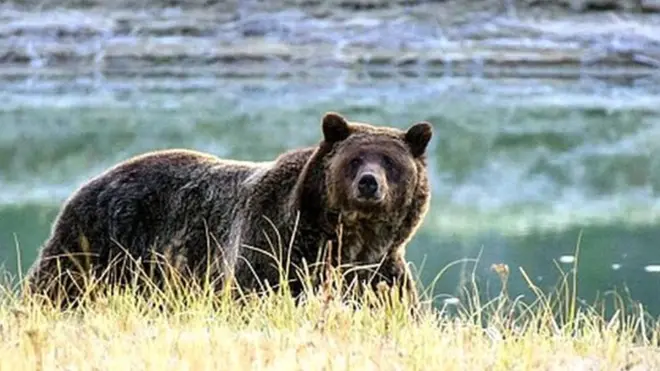 File picture of grizzly bears