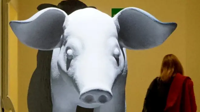 Babi sering menjadi inkubator tumbuhnya organ manusia.