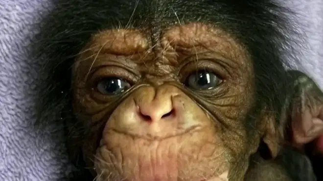 चिंपांजी