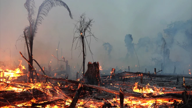 Trees on fire in the Amazon rainforest