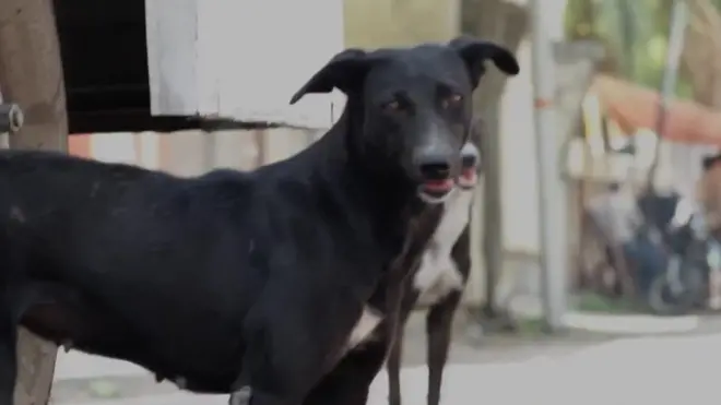 Бродячая собака