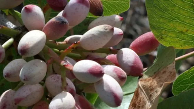 长在树上的开心果，到9月份才能采摘。