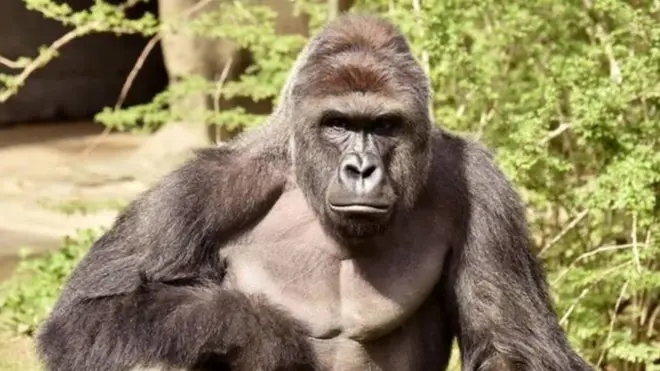 #RIPHarambe langsung populer begitu gorila ini ditembak mati