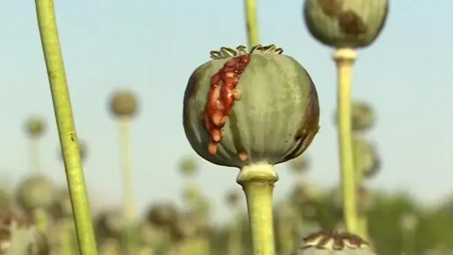 अफगानिस्तान में अफीम की बढ़ती पैदावार औऱ बच्चे भी इसका शिकार