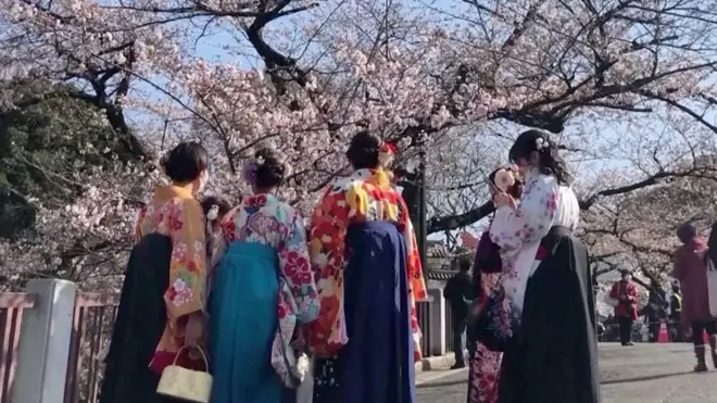 Cvetanje trešanja u Japanu