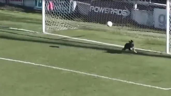 Пес-голкіпер - спритніший за людей