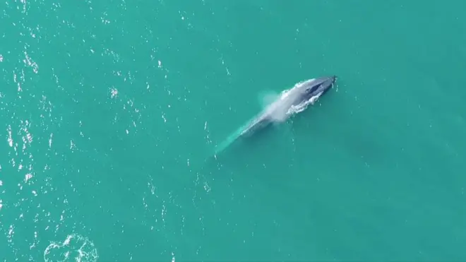An Antarctic blue whale surfaces off South Georgia