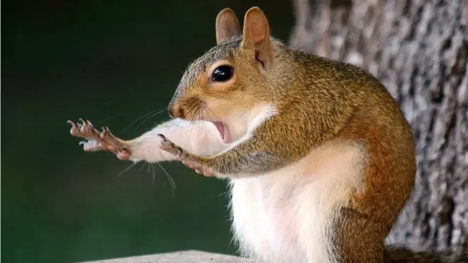 तस्वीर, अवॉर्ड, वाइल्ड लाइफ़ फ़ोटोग्राफ़ी