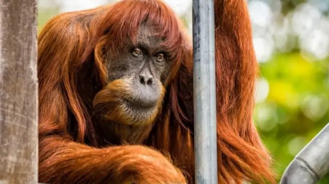 Орангутан Пуан жила в австралійському зоопарку з 1968 року