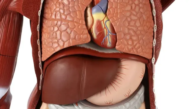 Dem don ban commercial trading of organs for some kontris