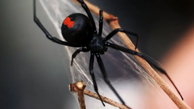 Redback spider bites are relatively common in Australia, with around 2,000 people bitten each year