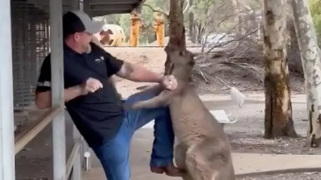 Okršaj turiste i prgavog kengura u Australiji