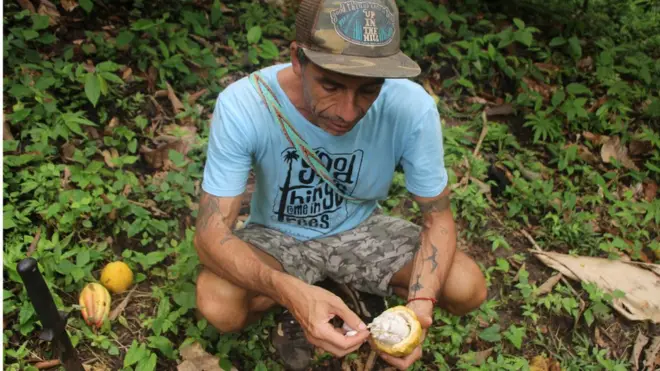 El cacao es uno de los tantos productos que crece en la granja de Lijo.