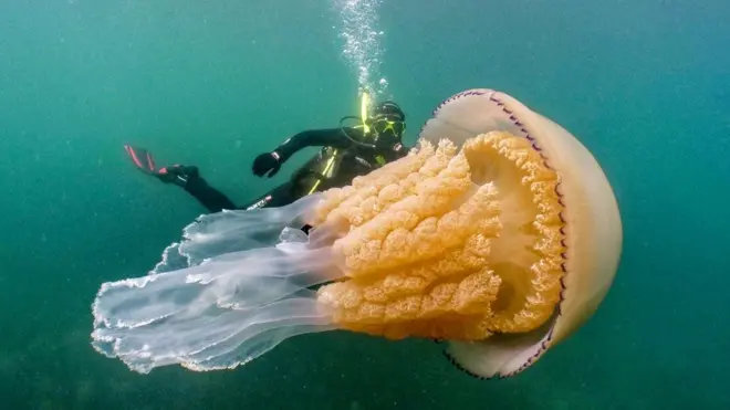Diver Lizzie Daly swims alongside an enormous jellyfish off the coast of Cornwall. Ms Daly and Dan Abbott encountered the barrel jellyfish during a week-long project documenting marine encounters. The image went viral after it was shared on social media.
