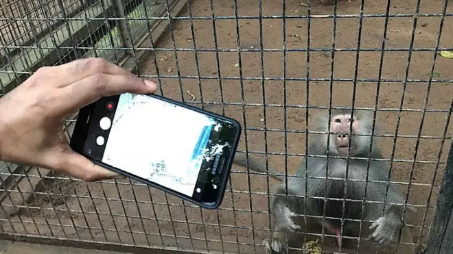 "මේ සත්තු ජංගම දුරකථනවලට ඇල්මක් දක්වනවා. අපට නරඹන්නන්ගෙන් පැමිණිලි ලැබෙනවා තමන්ගේ දුරකථනය බැබුන්ලා, රිලව් ගත්තා කියලා,"