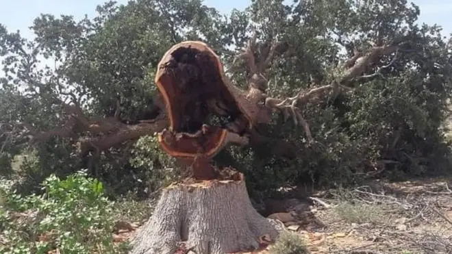 Geedkan oo magacyo badan loo garanayo waxaa ka mid ah, 'Saynab lagu fur'.
