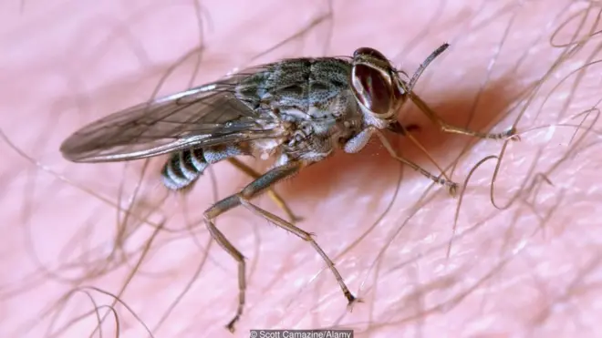 Mosca tsé-tsé, que transmite a doença do sono