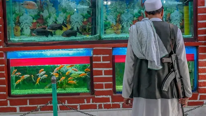 Как изменился зоопарк в Кабуле при талибах. Видео