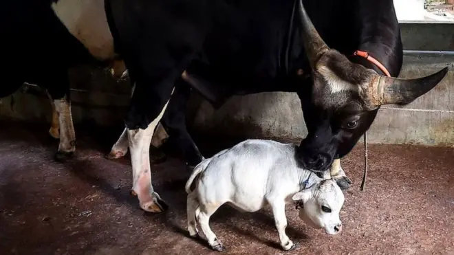 రెండడుగుల 'రాణి'