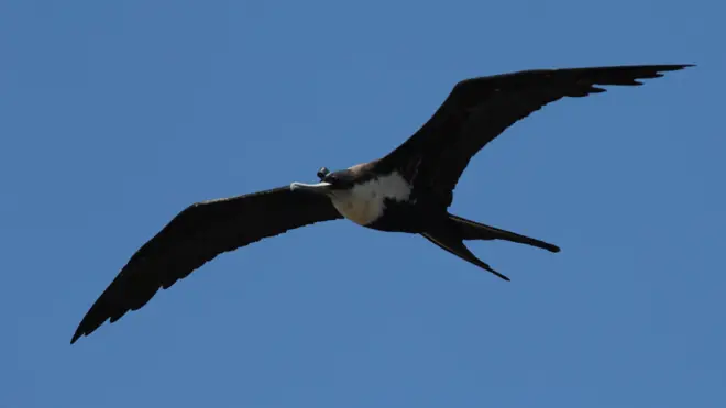 Se colocaron en las fragatas de Galápagos dos dispositivos, uno para medir las ondas cerebrales y otro para determinar la localización con GPS. Estas aves se desplazan grandes distancias en busca de alimento.