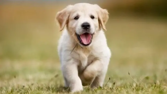 સ્વીડનમાં 34 લાખ લોકોનો સમાવેશ આ સર્વેમાં કરવામાં આવ્યો હતો