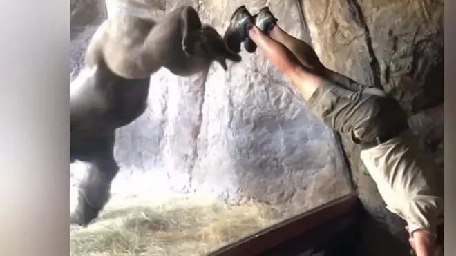 고릴라와 인간의 환상적인 호흡