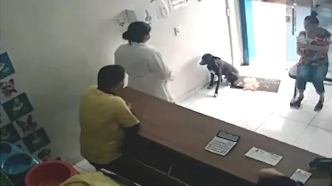 كلب ضال أخذ نفسه للطبيب للعلاج