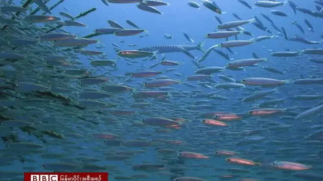 ဥရောပရဲ့တခုထဲသော ရေအောက်ပြတိုက်ထဲမှာ ဘာတွေပြသထားသလဲ ဆိုတာပါ ရှုစားရမှာပါ။