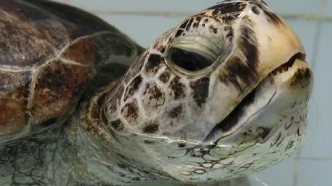 السلحفاة "الحصالة" تبتلع حوالي ألف قطعة نقدية