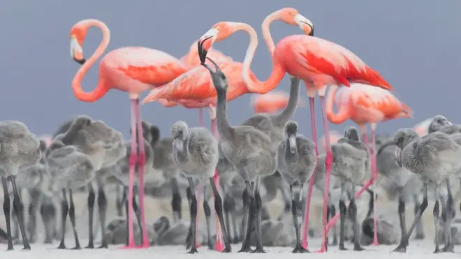 Flamingos feed their chicks