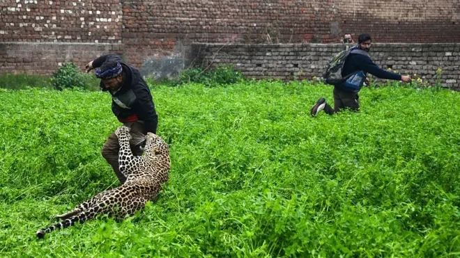 Macan tutul masuk kampung