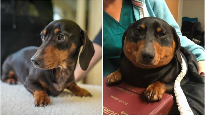 Trevor, un perro salchicha o dachshund de cuatro años quedó hinchado después de desarrollar una condición extraña.