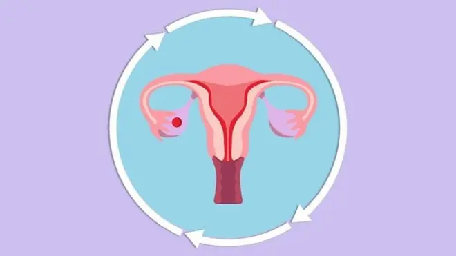 የወር አበባ ዑደት