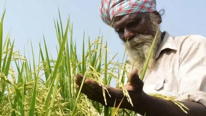 किसान, एमएसपी, न्यूनतम समर्थन मूल्य, स्टेट एडवाइज्ड प्राइस, एसएपी, राज्य परामर्श मूल्य, कृषि लागत और मूल्य आयो, सीएसीपी